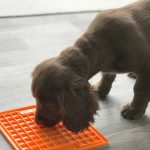 What to Put on Lick Mat for Dog