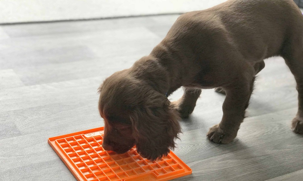 What to Put on Lick Mat for Dog
