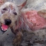 When Did Pippin the Dog Die