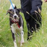 When Will Dog Rescue Centres Reopen