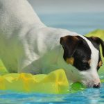 Where Can I Take My Dog to Swim near Me