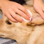 Why are My Dogs Ears Hot