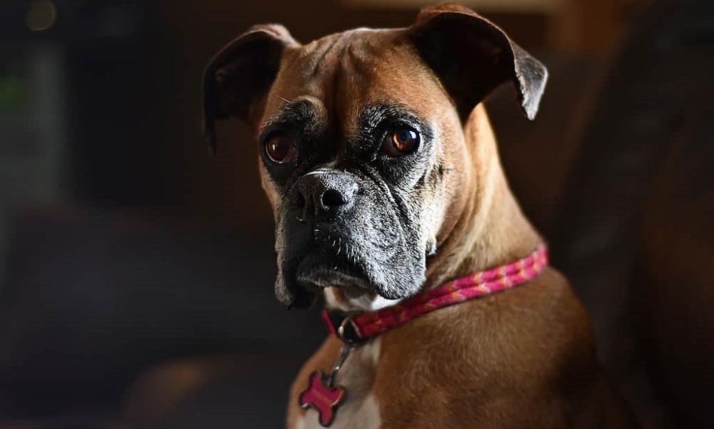 Why Boxers are the Worst Dogs