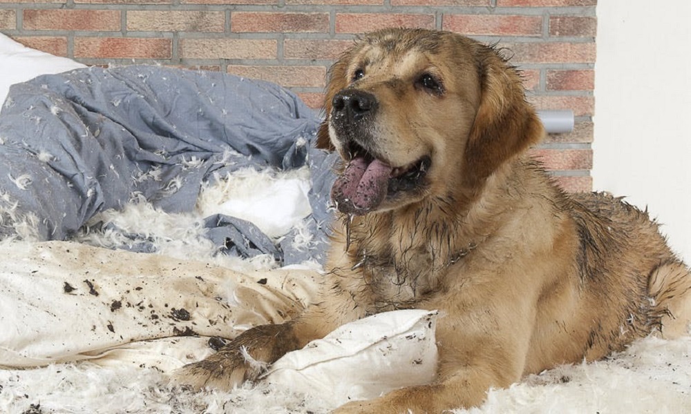 Why Do Dogs Destroy Their Beds