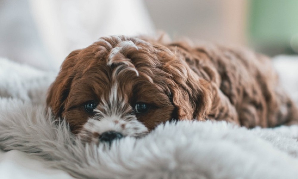 Why Do Dogs Take Things to Their Bed