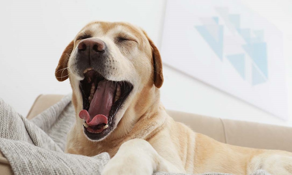 Why Do Dogs Yawn When You Cuddle Them