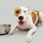 Why Doesn’t My Dog Chew His Food