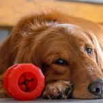 Why Doesn’t My Dog Like Toys