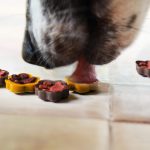 Why Don’t Dogs Savor Food