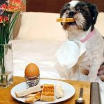 Why Won’t My Dog Eat Breakfast