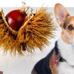 Are Chestnuts Good for Dogs