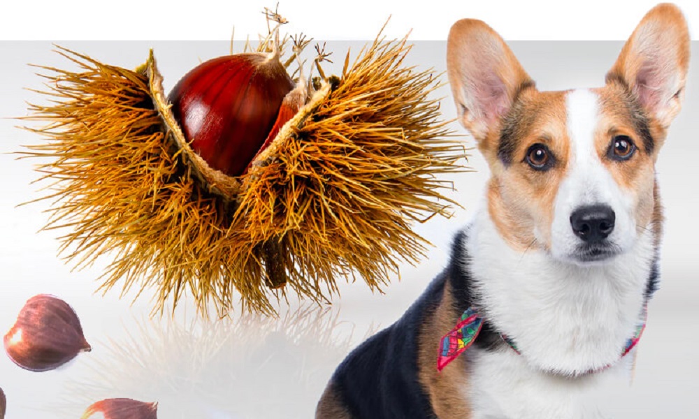 Are Chestnuts Good for Dogs