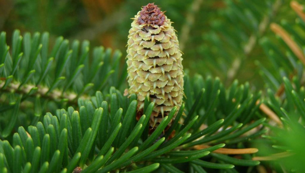 Are Conifers Poisonous to Dogs