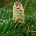 Are Conifers Poisonous to Dogs