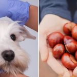 Are Conkers Bad for Dogs