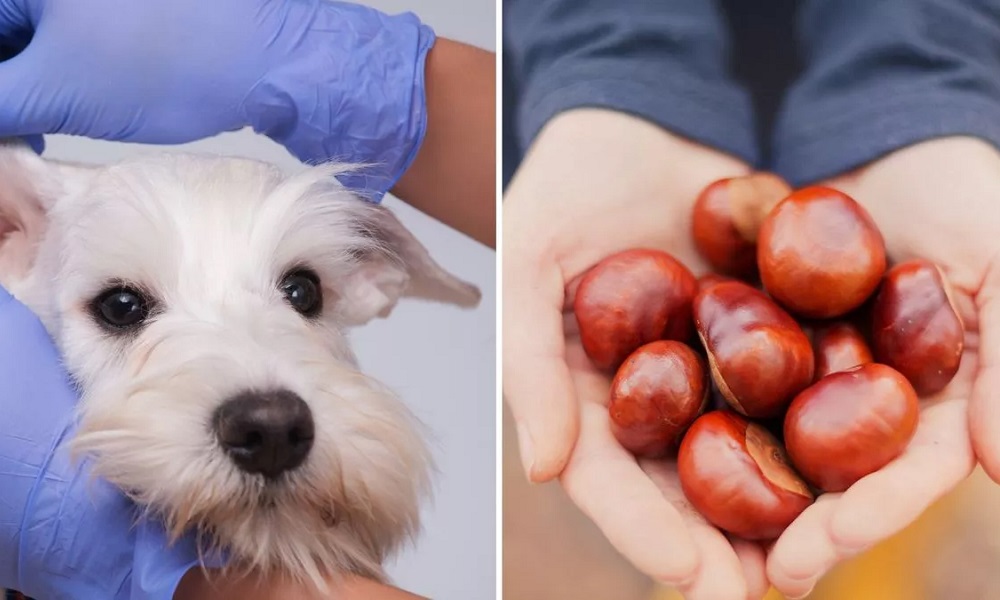 Are Conkers Bad for Dogs