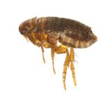 Are Dog And Cat Fleas the Same