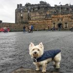 Are Dogs Allowed in Edinburgh Castle