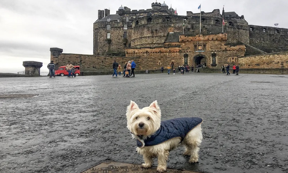 Are Dogs Allowed in Edinburgh Castle