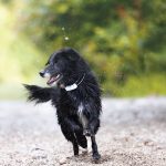 Are Dogs Allowed to Go Outdoors