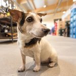 Are Dogs Allowed in John Lewis