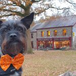 Are Dogs Allowed in St Fagans