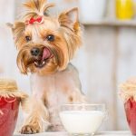 Are Dogs Allowed Jam