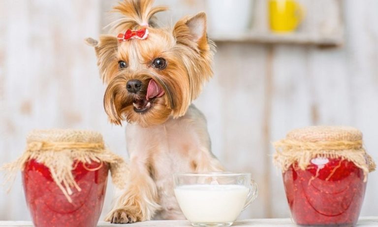 Are Dogs Allowed Jam? – Pet Help Reviews UK