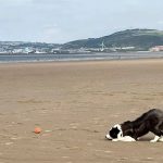 Are Dogs Allowed on Aberavon Beach
