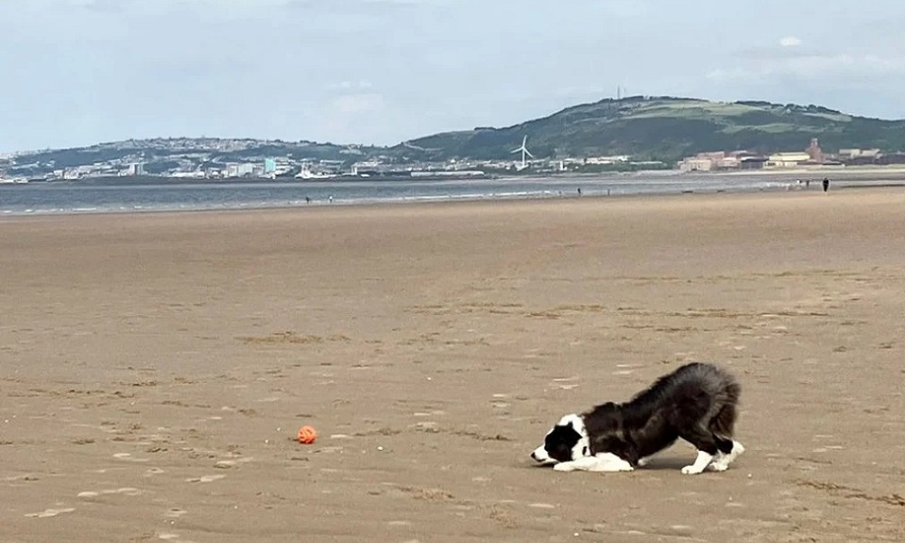 Are Dogs Allowed on Aberavon Beach