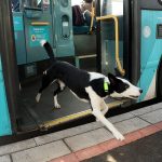 Are Dogs Allowed on Arriva Buses