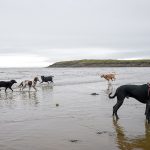 Are Dogs Allowed on Bigbury Beach