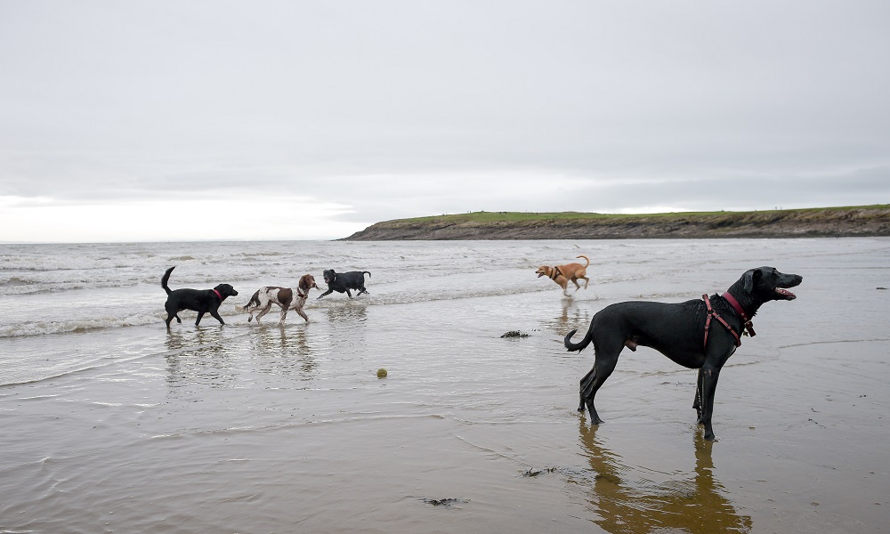 Are Dogs Allowed on Bigbury Beach