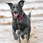 Are Dogs Allowed on Brean Beach