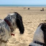 Are Dogs Allowed on Camber Sands