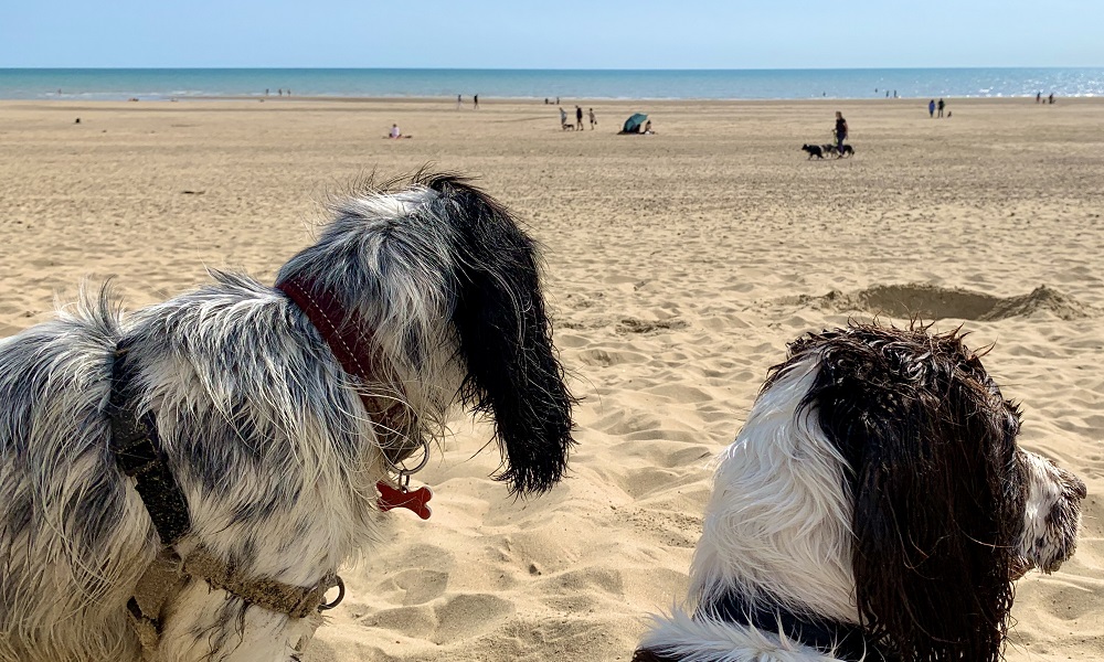 Are Dogs Allowed on Camber Sands