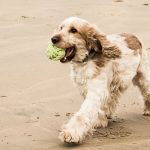 Are Dogs Allowed on Frinton Beach