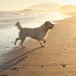 Are Dogs Allowed on Hunstanton Beach