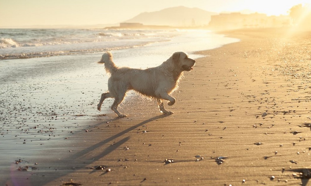 Are Dogs Allowed on Hunstanton Beach