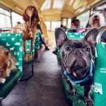 Are Dogs Allowed on London Buses