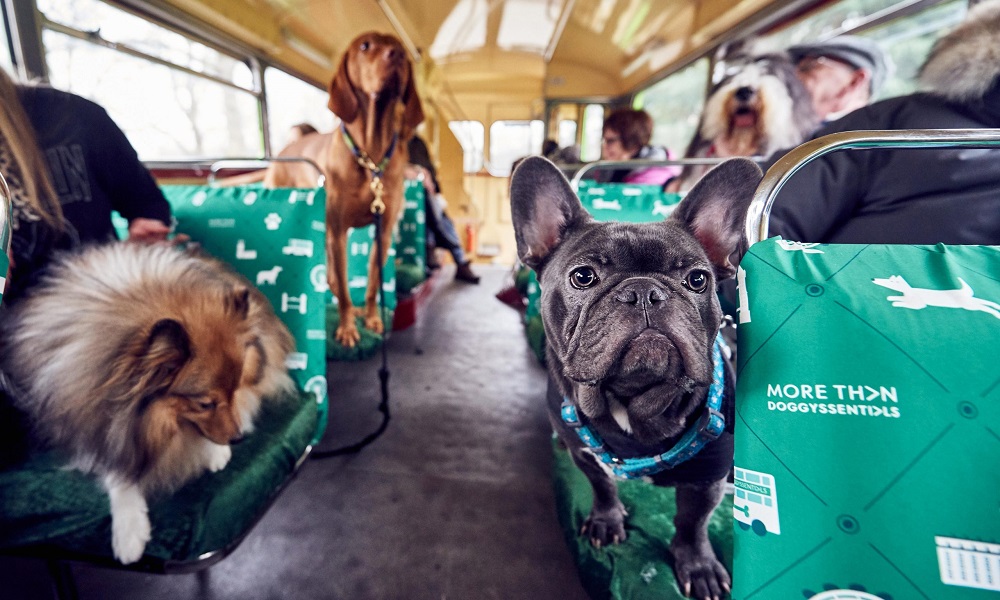 Are Dogs Allowed on London Buses