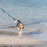Are Dogs Allowed on Porthcawl Beach