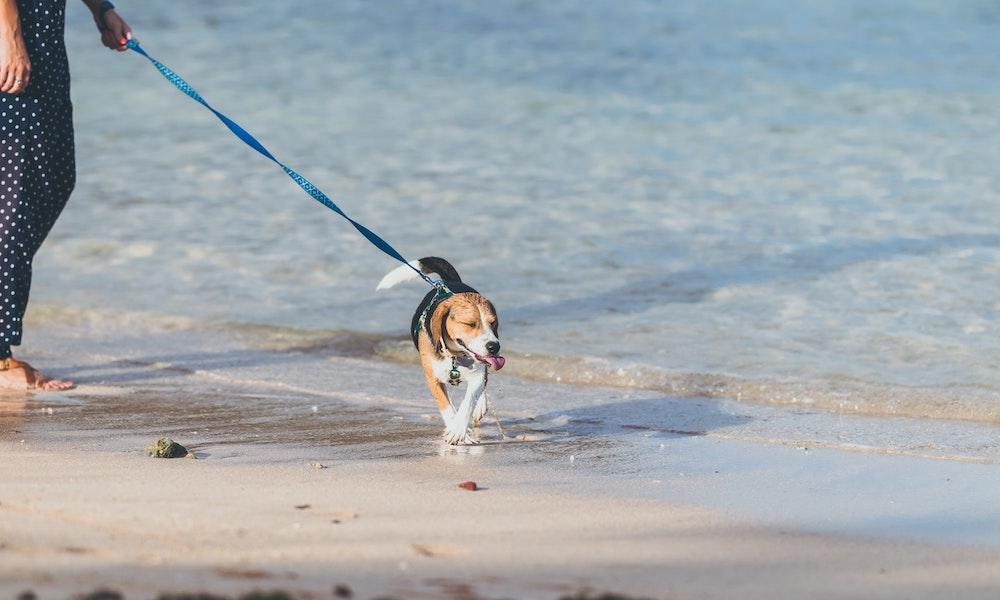 Are Dogs Allowed on Porthcawl Beach