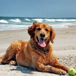 Are Dogs Allowed on Seaton Beach