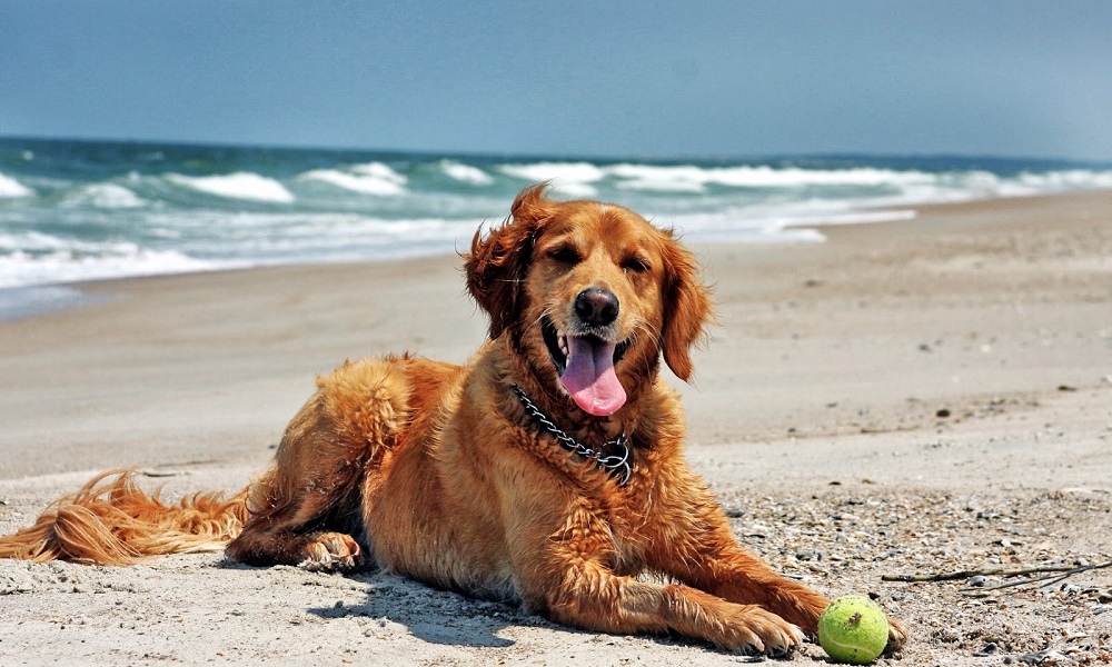 Are Dogs Allowed on Seaton Beach