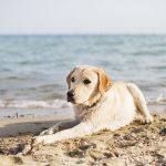 Are Dogs Allowed on Studland Beach
