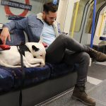 Are Dogs Allowed on the Underground