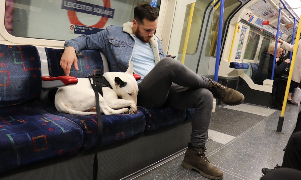 Are Dogs Allowed on the Underground