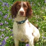 Are Frogs Poisonous to Dogs Uk