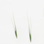 Are Grass Seeds Bad for Dogs